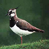 Lapwing or Green Plover